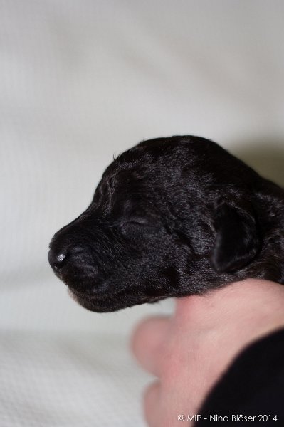 2014-02-09 Welpen Svet & Ruby-1600.jpg - Day 7